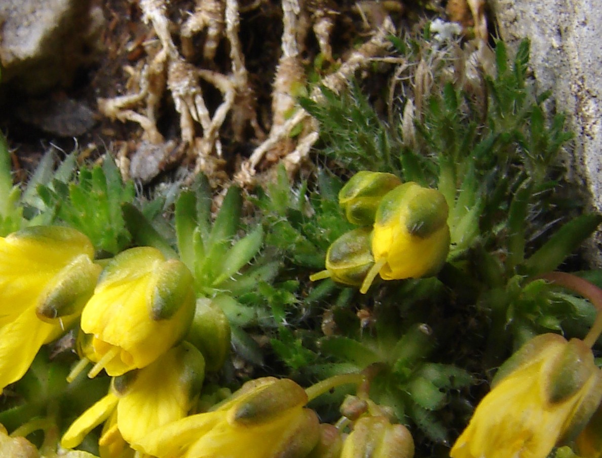 Draba aspera / Draba di Bertoloni